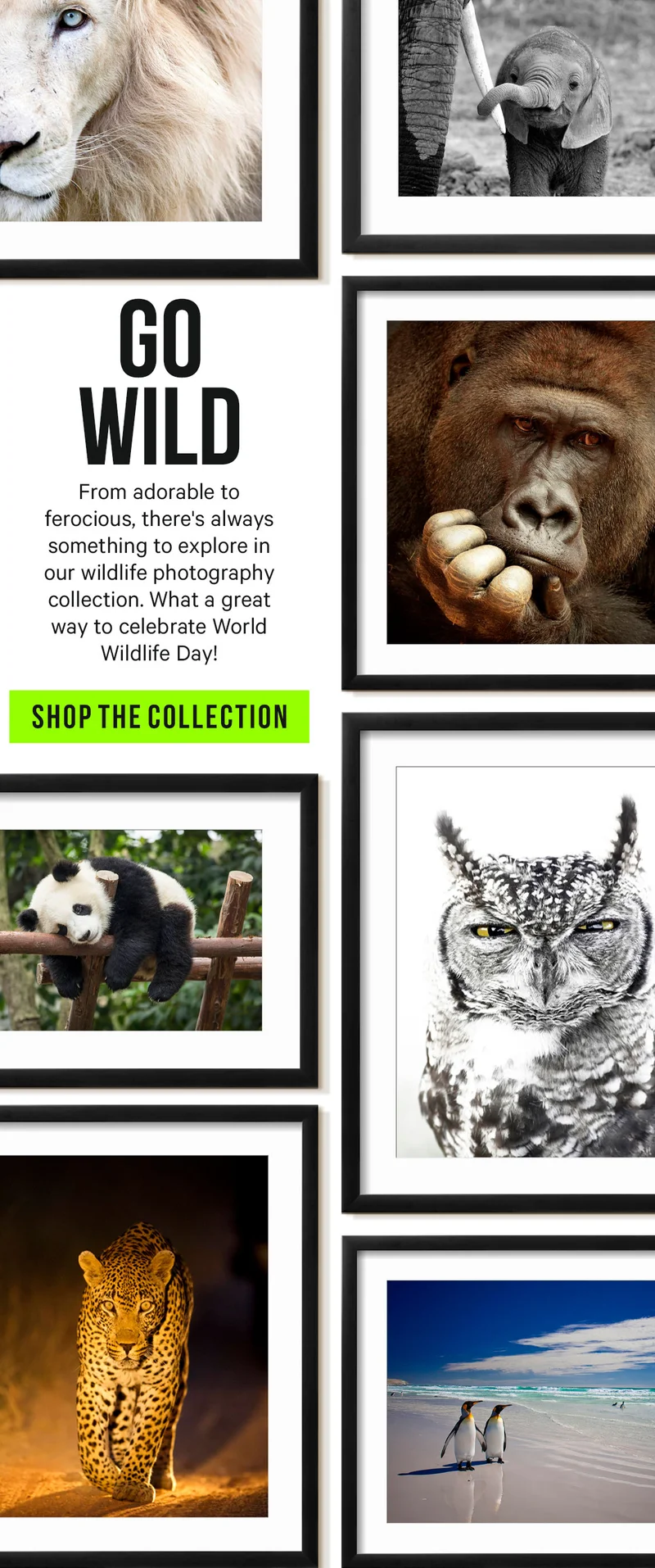 Go Wild - From adorable to ferocious, there's always something to explore in our wildlife photography collection. What a great way to celebrate World Wildlife Day!