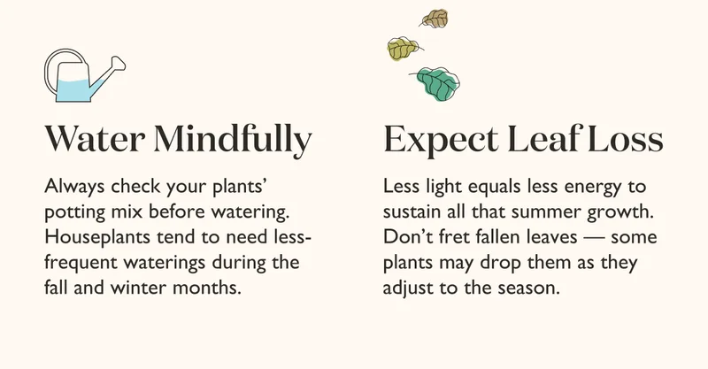 Get our top fall care tips for houseplants. Visit The Blog.