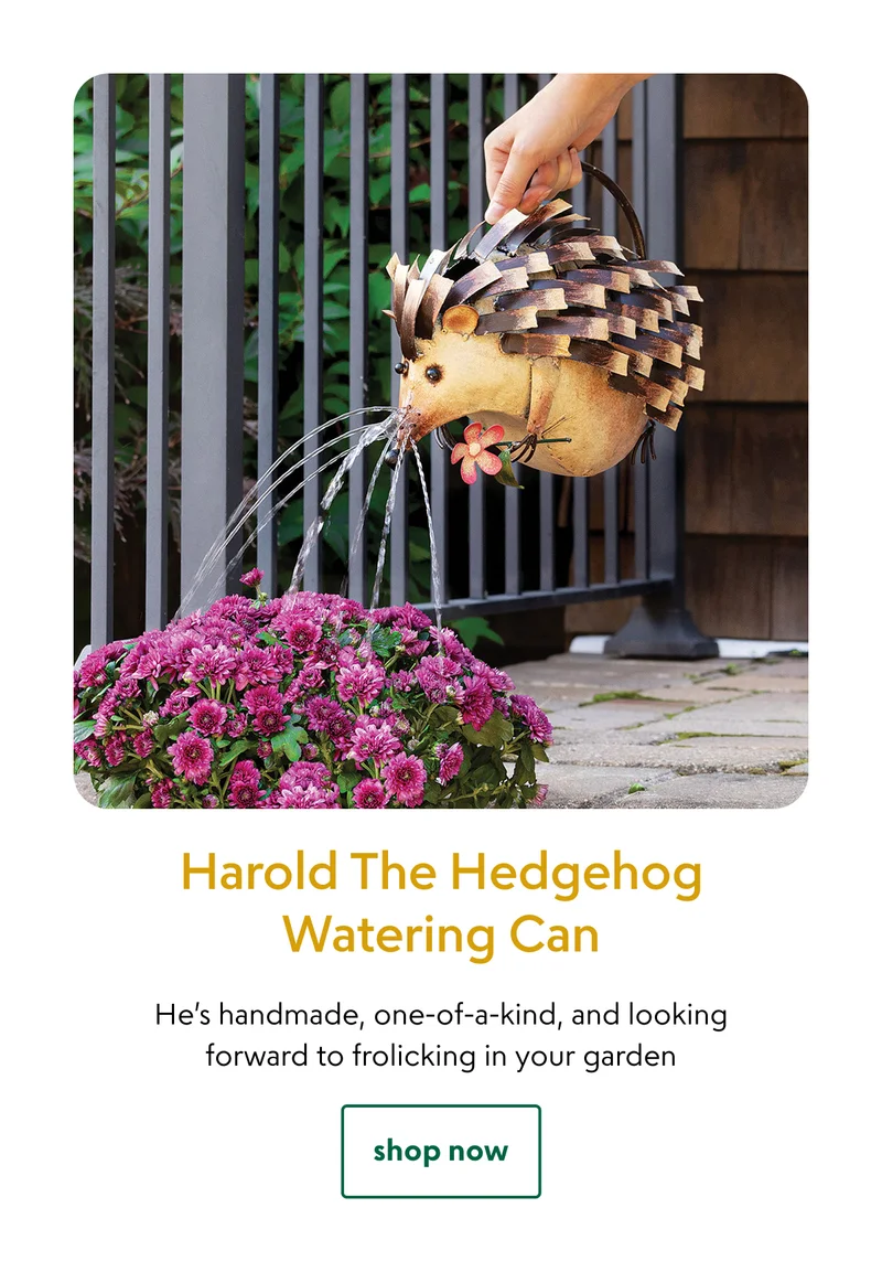 harold-the-hedgehog-watering-can