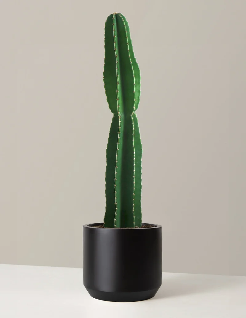 Image of Peruvian Apple Cactus