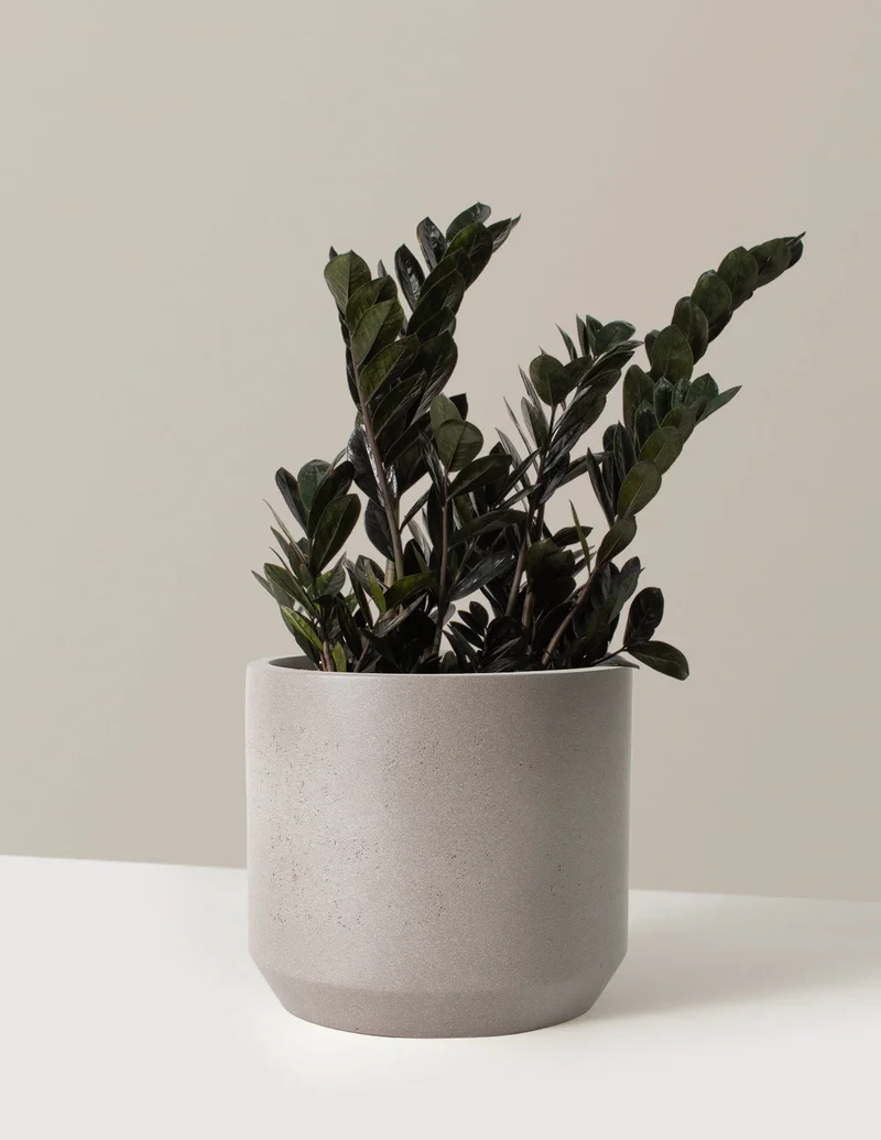 Image of Black ZZ Plant