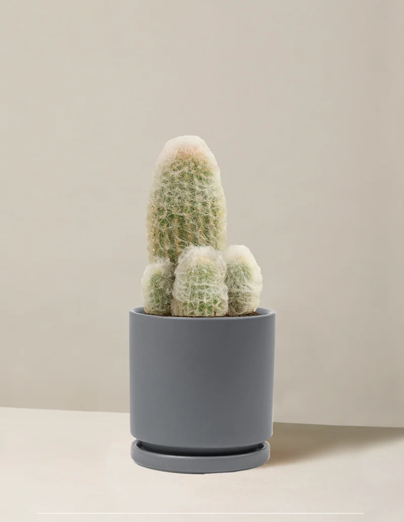 Image of Peruvian Nana Cactus