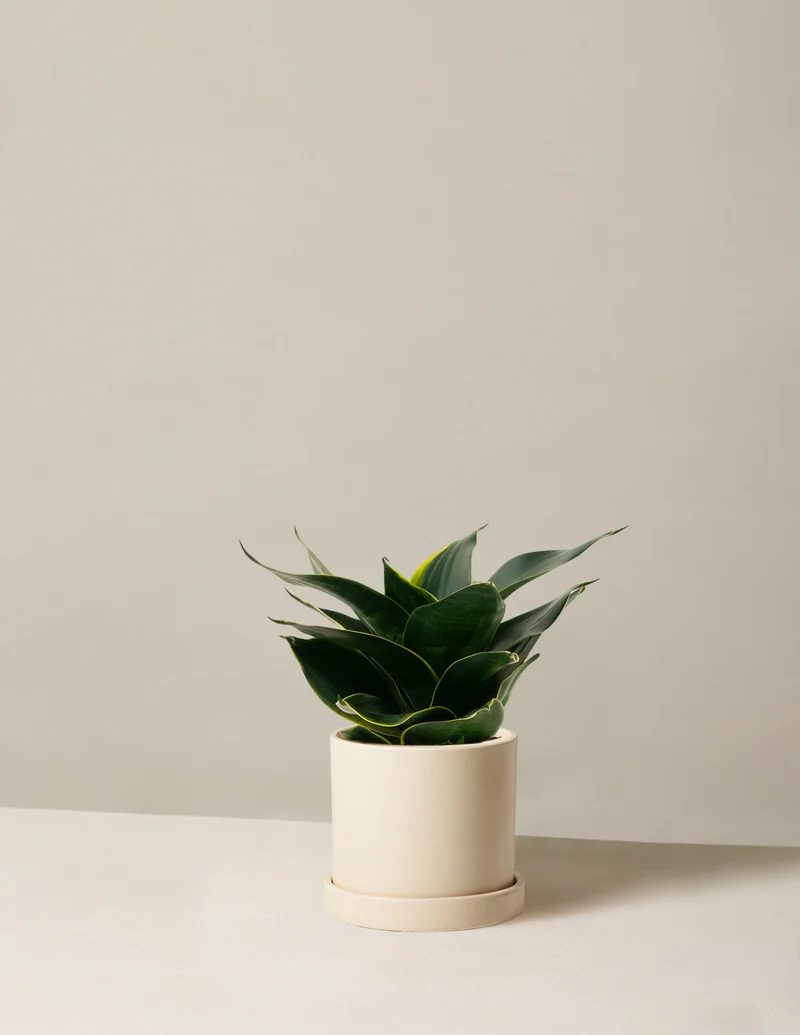 Image of Snake Plant 'Hahnii'