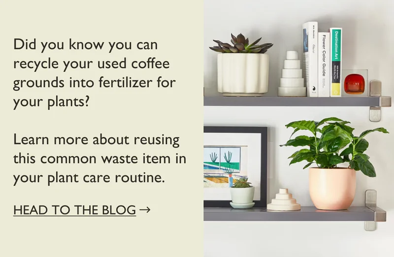 How to reuse coffee grounds to fertilize houseplants. Visit Our Blog.