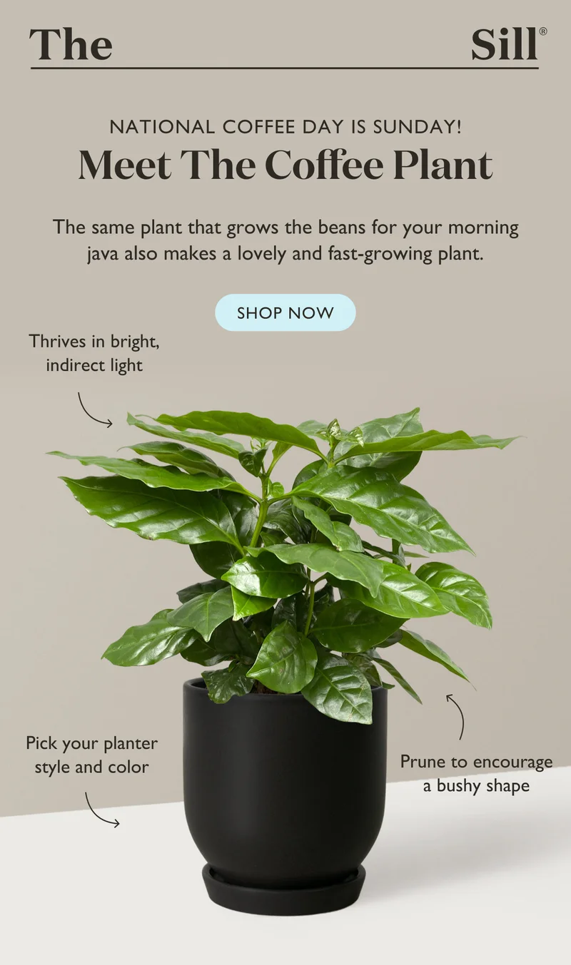 The same plant that grows the beans for your morning java also makes a lovely and fast-growing plant. Shop Coffee Plant.