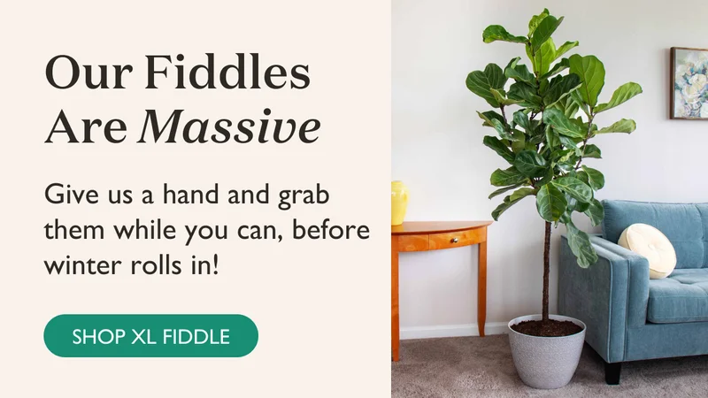 Our Fiddles Are Massive! Shop XL Fiddle Now