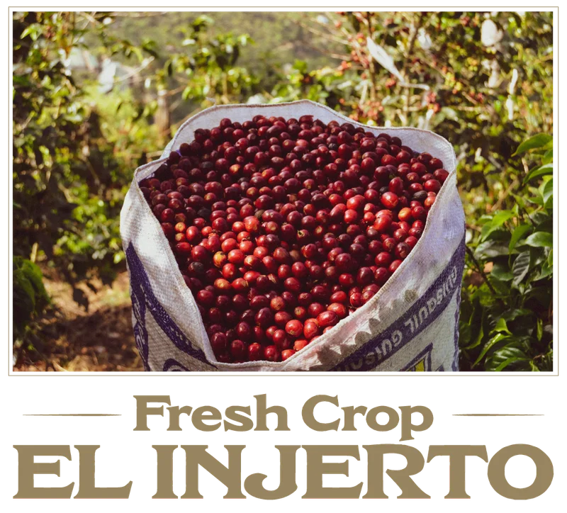 Guatemala El Injerto Bourbon