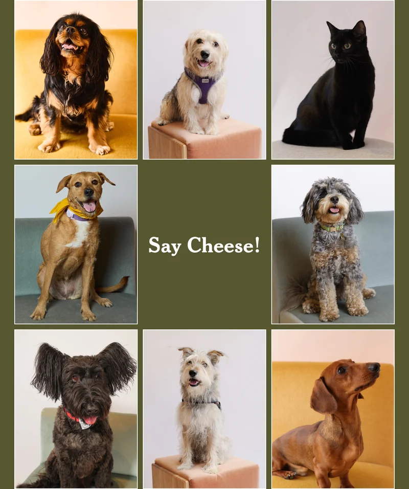 Say Cheese!