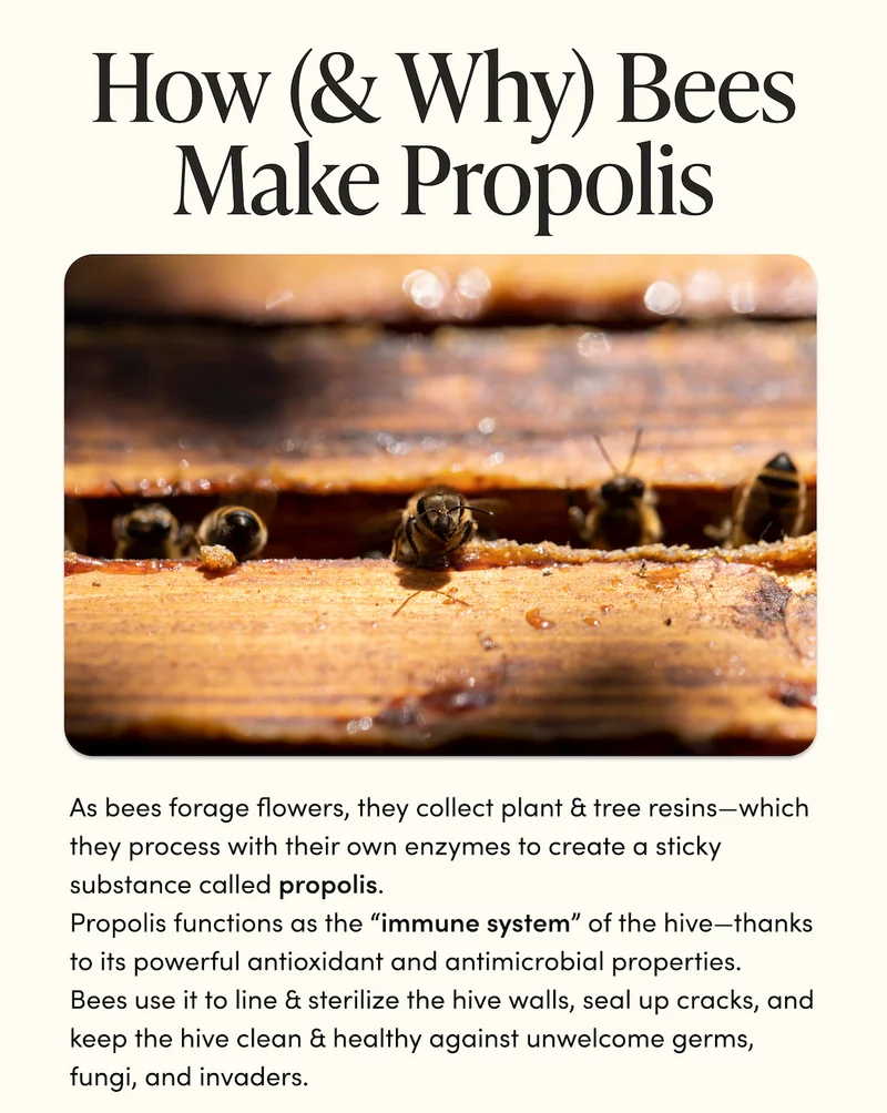 How (& Why) Bees Make Propolis          As bees forage flowers, they collect plant & tree resins—which they process with their own enzymes to create a sticky substance called propolis.            Propolis functions as the “immune system” of the hive—thanks to its powerful antioxidant and antimicrobial properties.   Bees use it to line & sterilize the hive walls, seal up cracks, and keep the hive clean & healthy against unwelcome germs, fungi, and invaders.