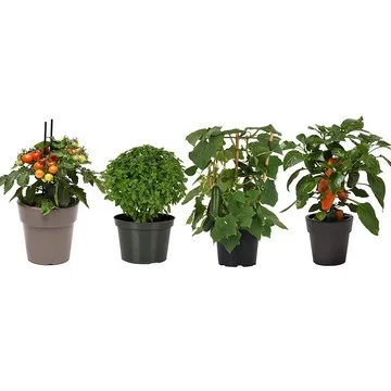 Girl Next Door 4-Piece Kitchen Minis Veggies Live Plants