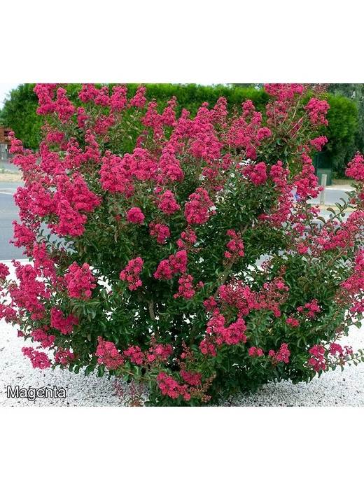 Roberta's 1-Piece Dwarf Hardy Crepe Myrtle Live Plant
