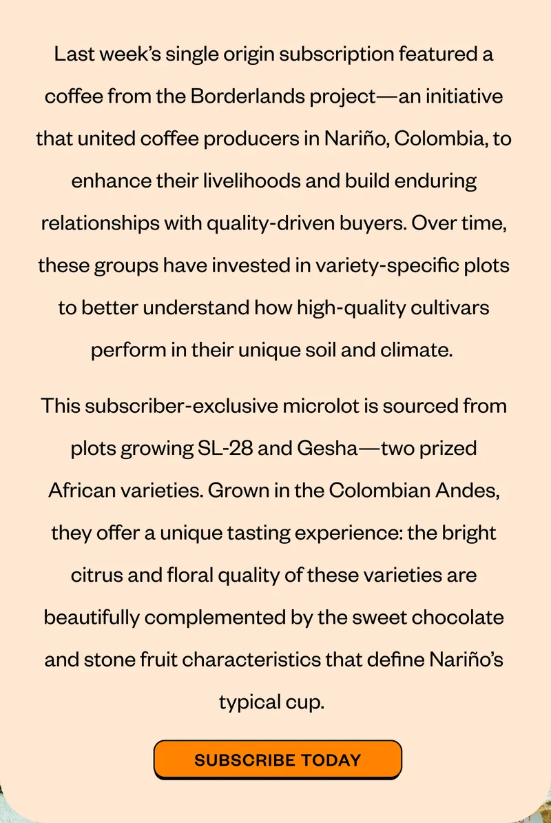 Last week’s single origin subscription featured a coffee from the Borderlands project—an initiative that united coffee producers in Nariño, Colombia, to enhance their livelihoods and build enduring relationships with quality-driven buyers. Over time, these groups have invested in variety-specific plots to better understand how high-quality cultivars perform in their unique soil and climate.  This subscriber-exclusive microlot is sourced from plots growing SL-28 and Gesha––two prized African varieties. Grown in the Colombian Andes, they offer a unique tasting experience: the bright citrus and floral quality of these varieties are beautifully complemented by the sweet chocolate and stone fruit characteristics that define Nariño’s typical cup.  Subscribe Today