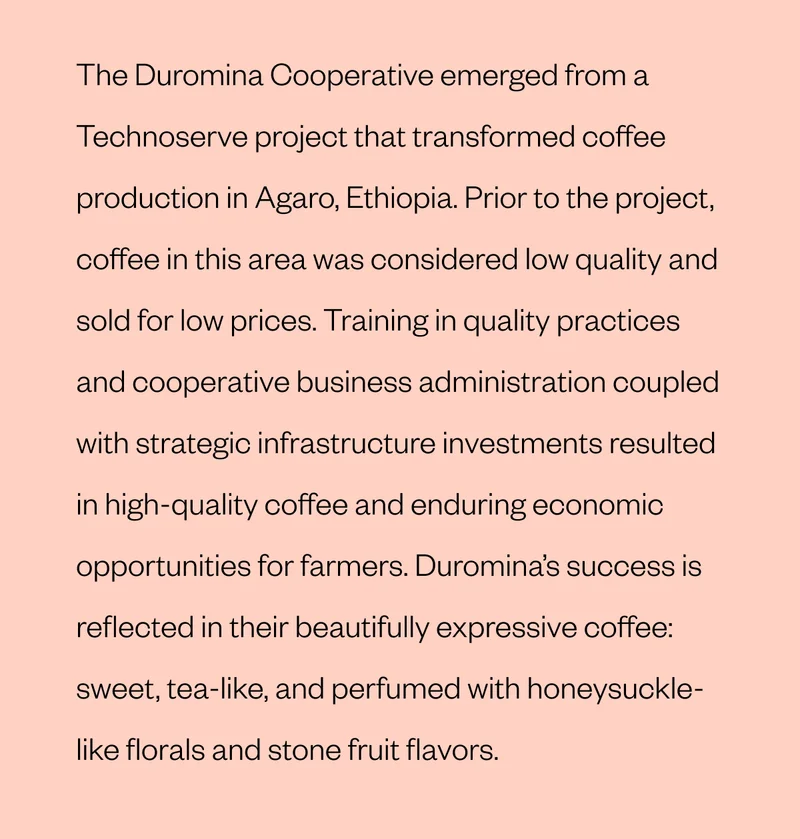 The Duromina Cooperative emerged from a Technoserve project that transformed coffee production in Agaro, Ethiopia. Prior to the project, coffee in this area was considered low quality and sold for low prices. Training in quality practices and cooperative business administration coupled with strategic infrastructure investments resulted in high-quality coffee and enduring economic opportunities for farmers. Duromina’s success is reflected in their beautifully expressive coffee: sweet, tea-like, and perfumed with honeysuckle-like florals and stone fruit flavors.