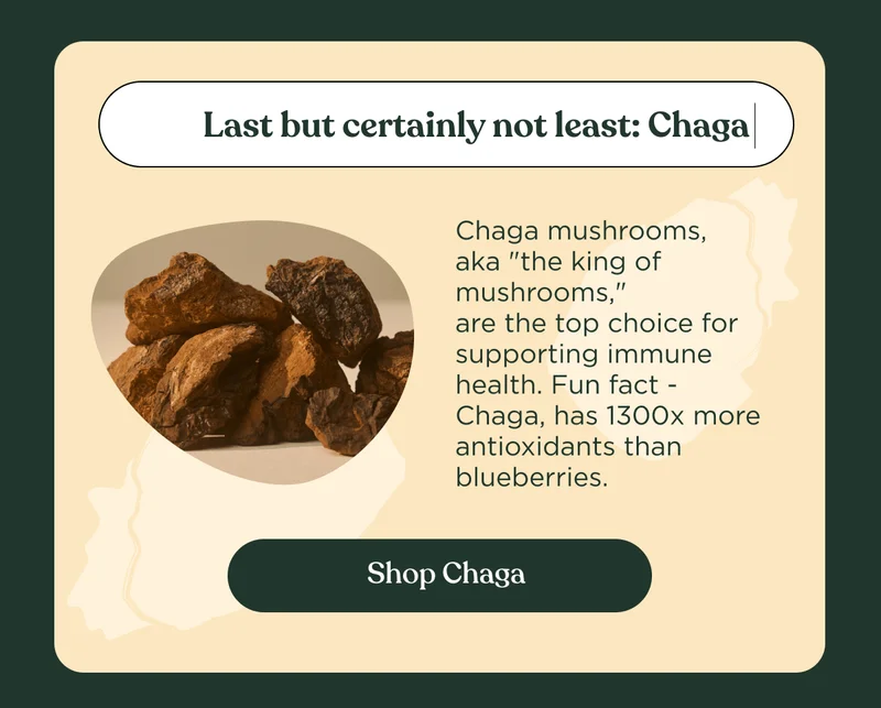 Last but certainly not least: Chaga | Chaga mushrooms, aka "the king of mushrooms," are the top choice for supporting immune health. Fun fact - Chaga, has 1300x more antioxidants than blueberries. | Shop Chaga