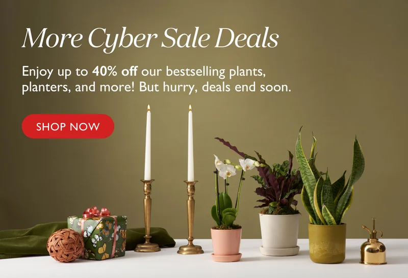 More Deals: Enjoy up to 40% OFF bestselling plants, planters, and more! But hurry, deals end soon.