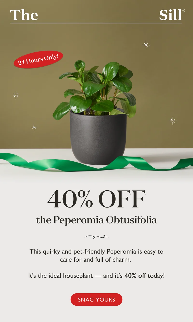 This quirky and pet-friendly Peperomia is easy to care for and full of charm. It's the ideal houseplant – and it's 40% OFF today only!