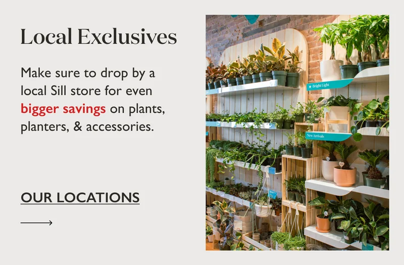Local Exclusives: Make sure to drop by a local Sill store for even bigger savings on plants, planters, and accessories.