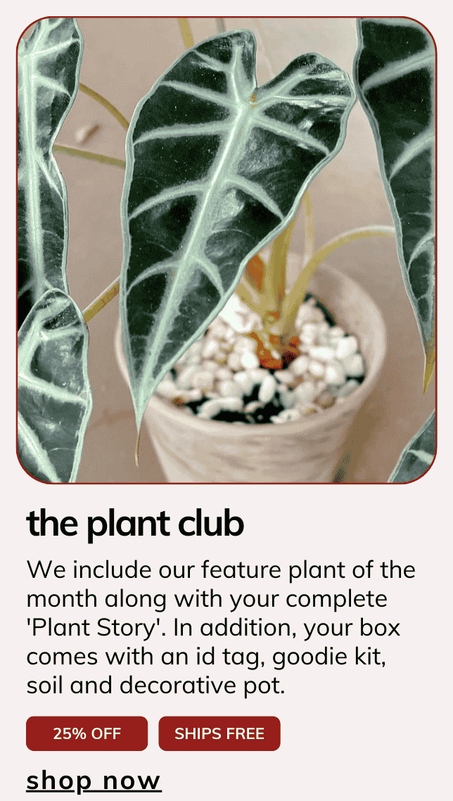 The Plant Club