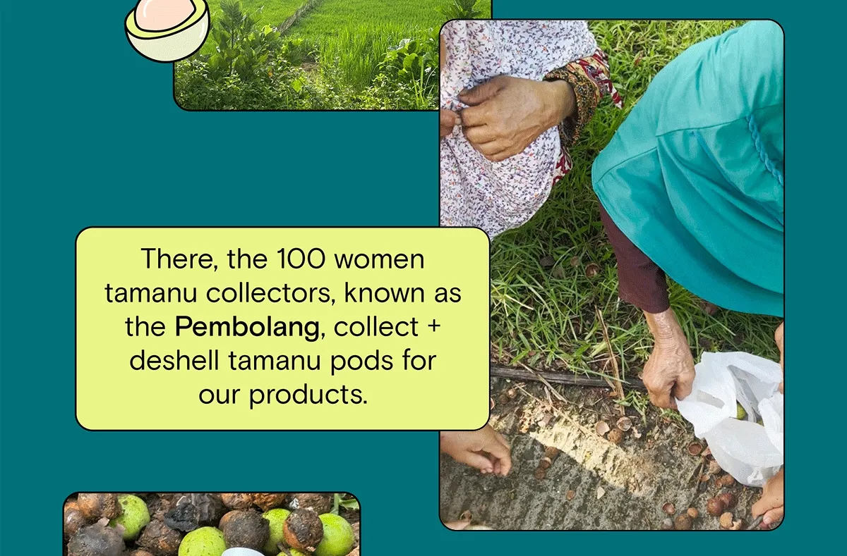 There, the 100 women tamanu collectors, known as the Pembolang, collect and deshell tamanu pods for our products.