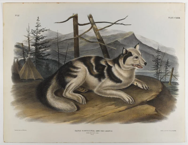 Hare Indian Dog by John James Audubon