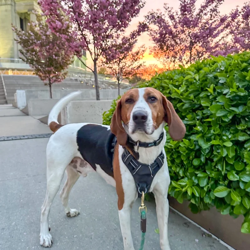 dog in front of the museum and a sunset