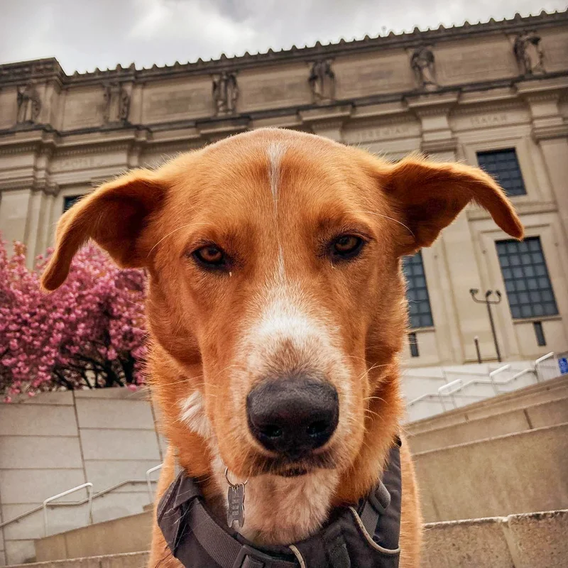 dog in front of the museum