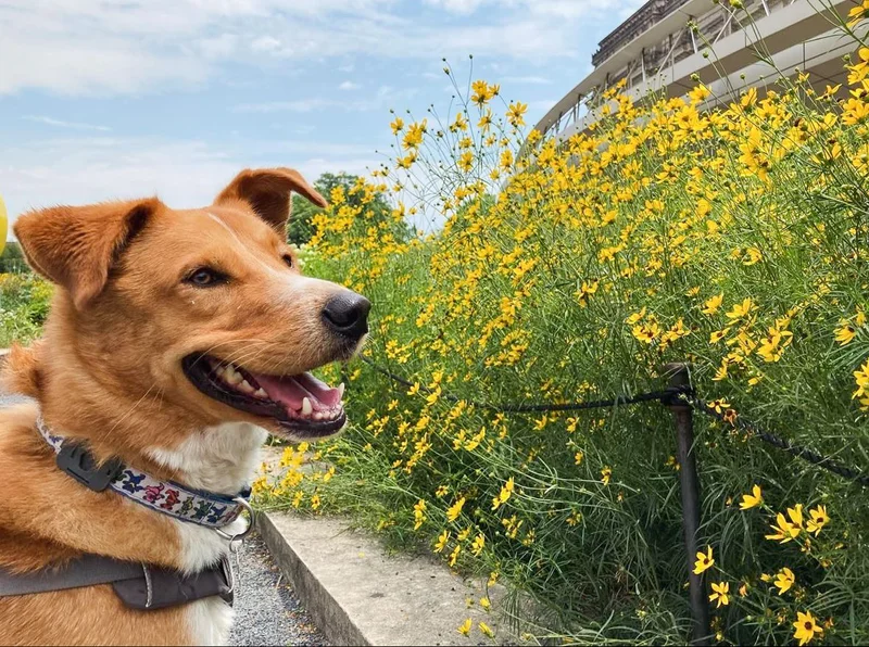 Dog with flowers