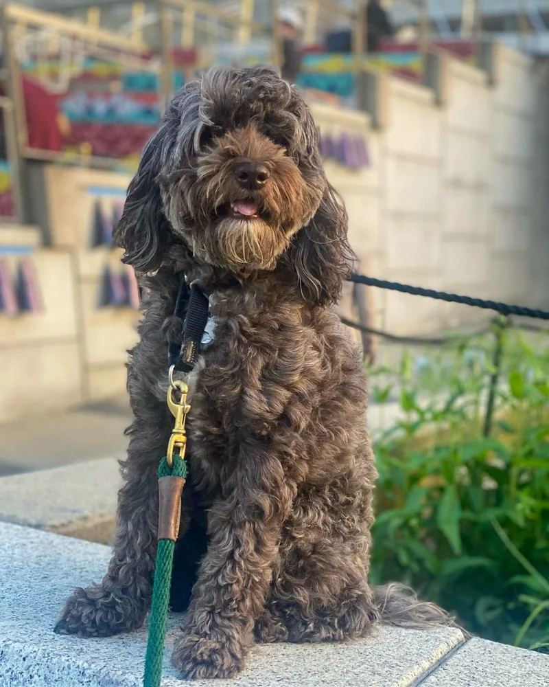 dog sitting on stoop