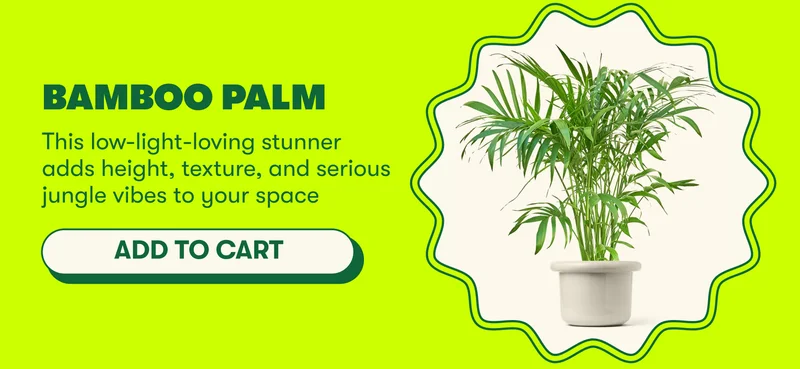 Bamboo Palm This low-light-loving stunner adds height, texture, and serious jungle vibes to your space [ADD TO CART]