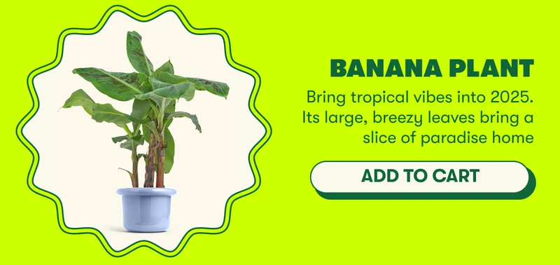 Banana Plant Bring tropical vibes into 2025. Its large, breezy leaves bring a slice of paradise home [ADD TO CART]