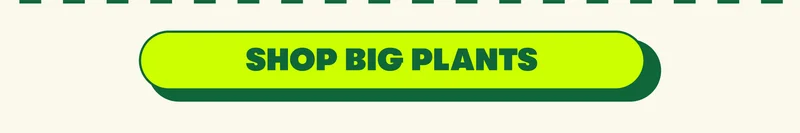 [SHOP BIG PLANTS]