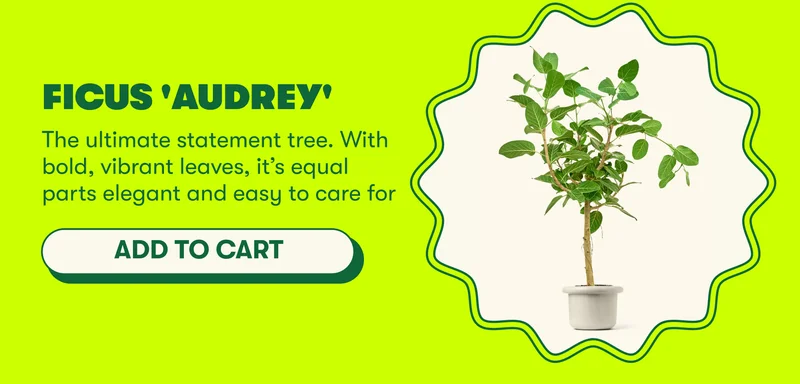 Ficus 'Audrey' The ultimate statement tree. With bold, vibrant leaves, it’s equal parts elegant and easy to care for [ ADD TO CART]