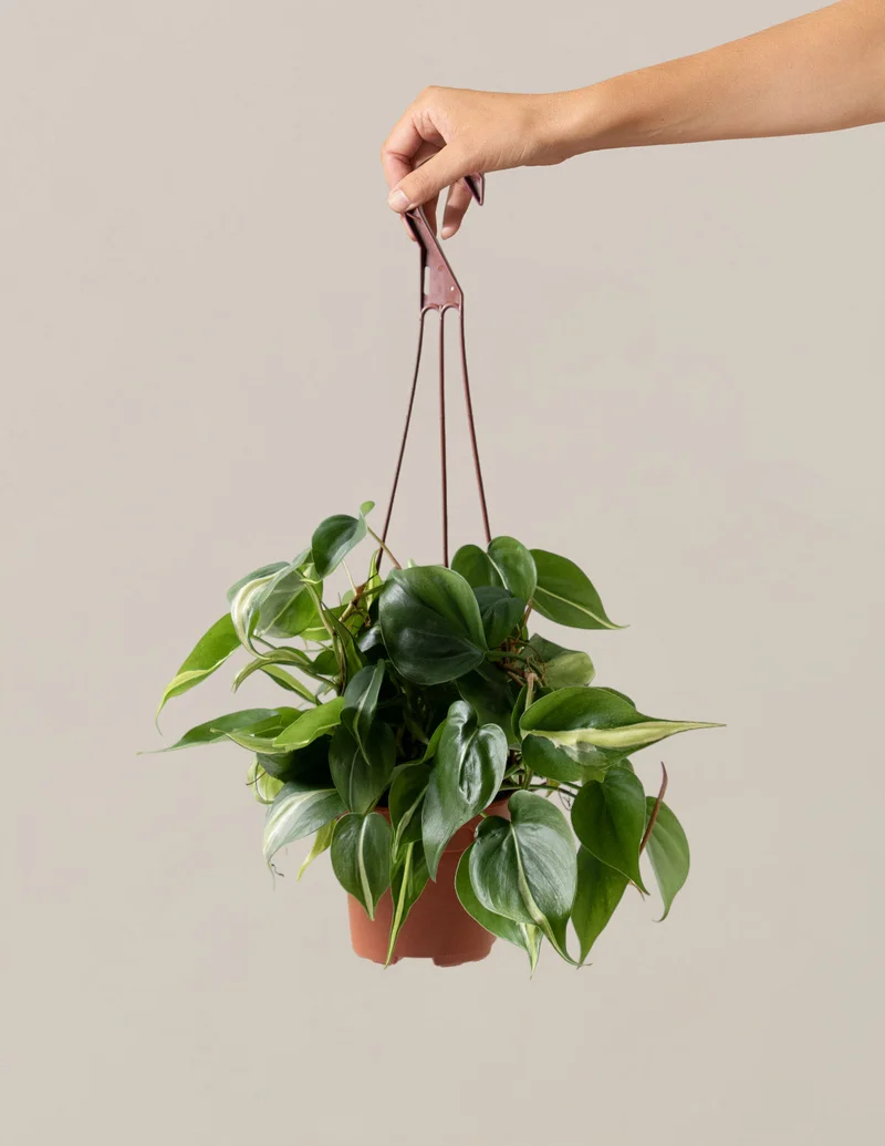 Image of Philodendron Rio