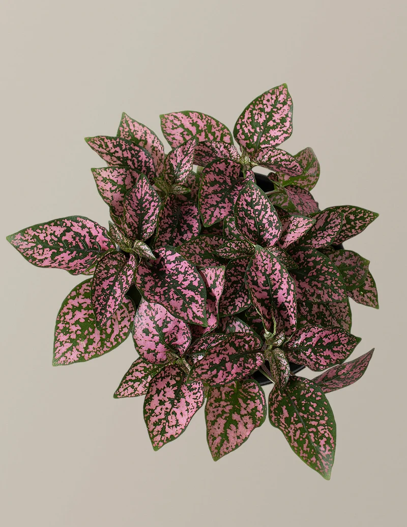 Image of Pink Polka Dot Plant