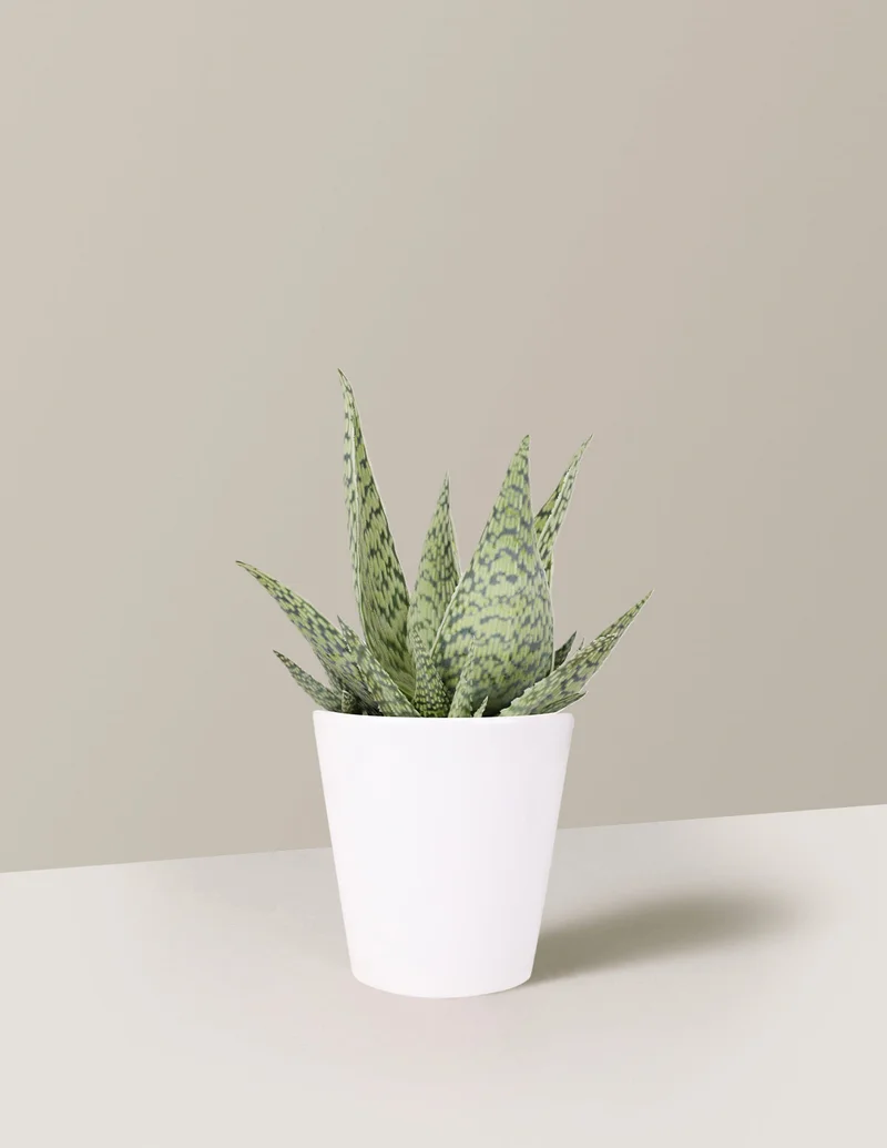 Image of Aloe 'Delta Lights'
