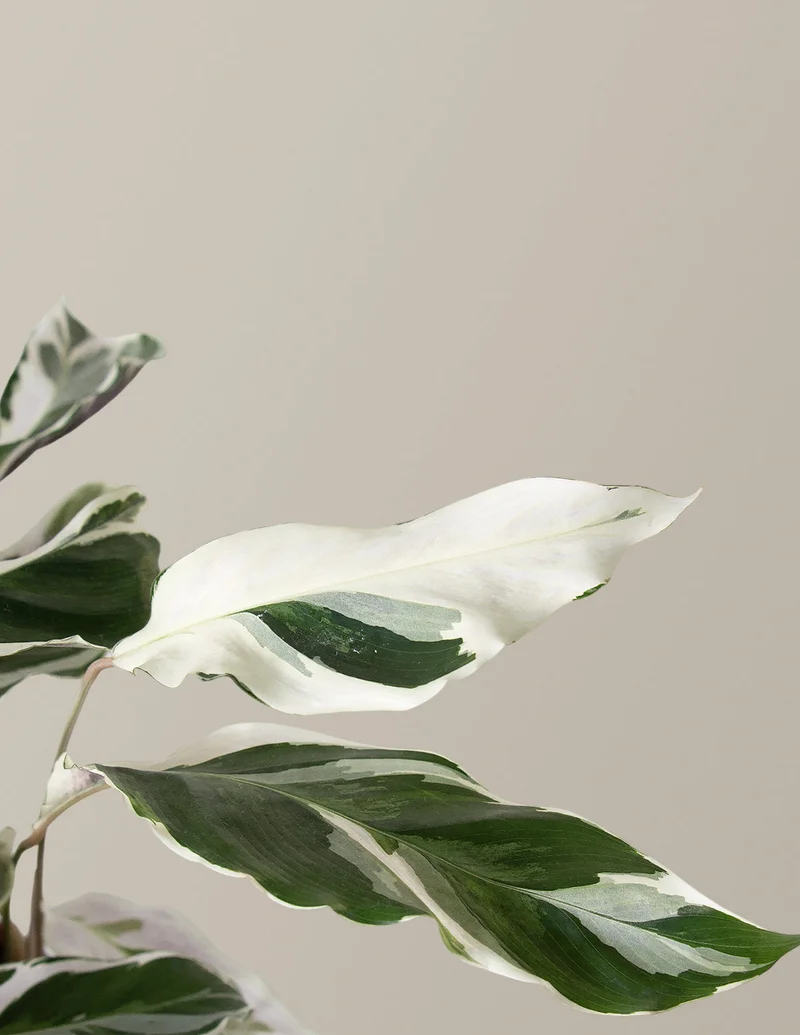 Image of Calathea White Fusion
