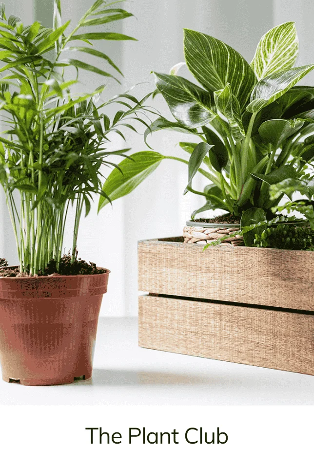 The Plant Club