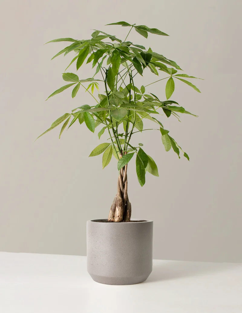 Image of Large Money Tree