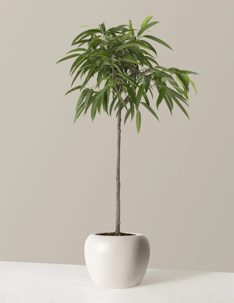 Image of Large Ficus Alii