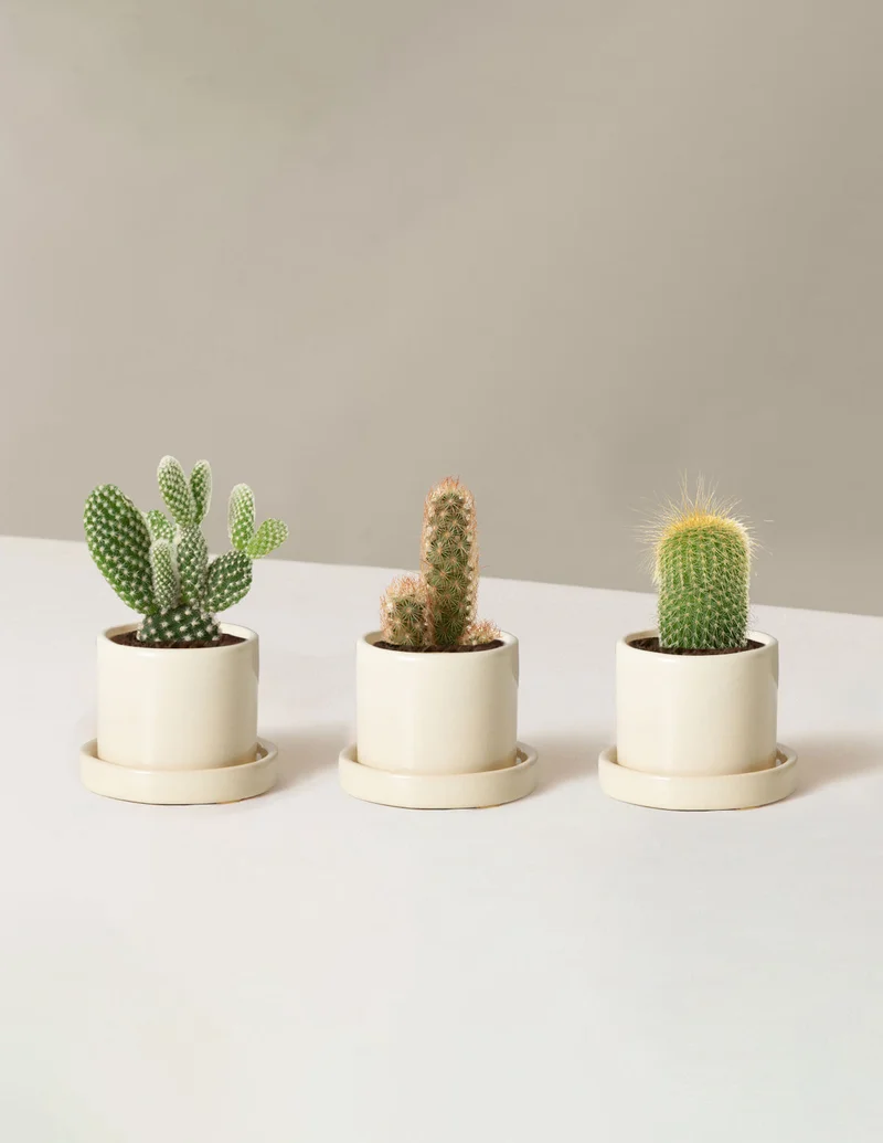 Image of Cacti Assortment