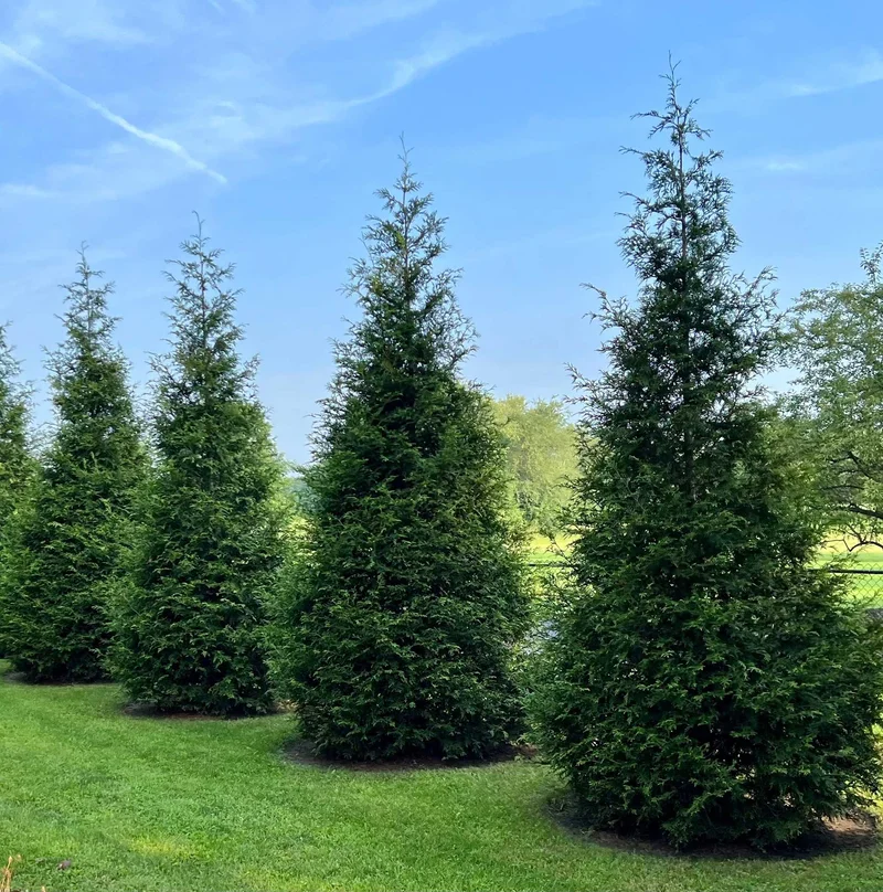 Image of Thuja Green Giant