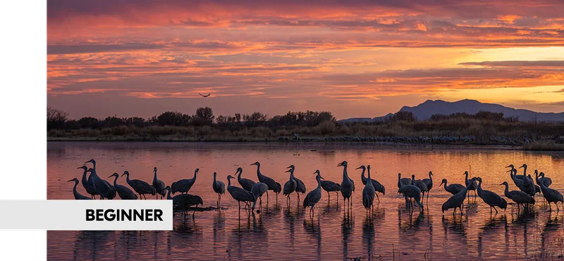 Tips for Photographing the Sandhill Crane Migration