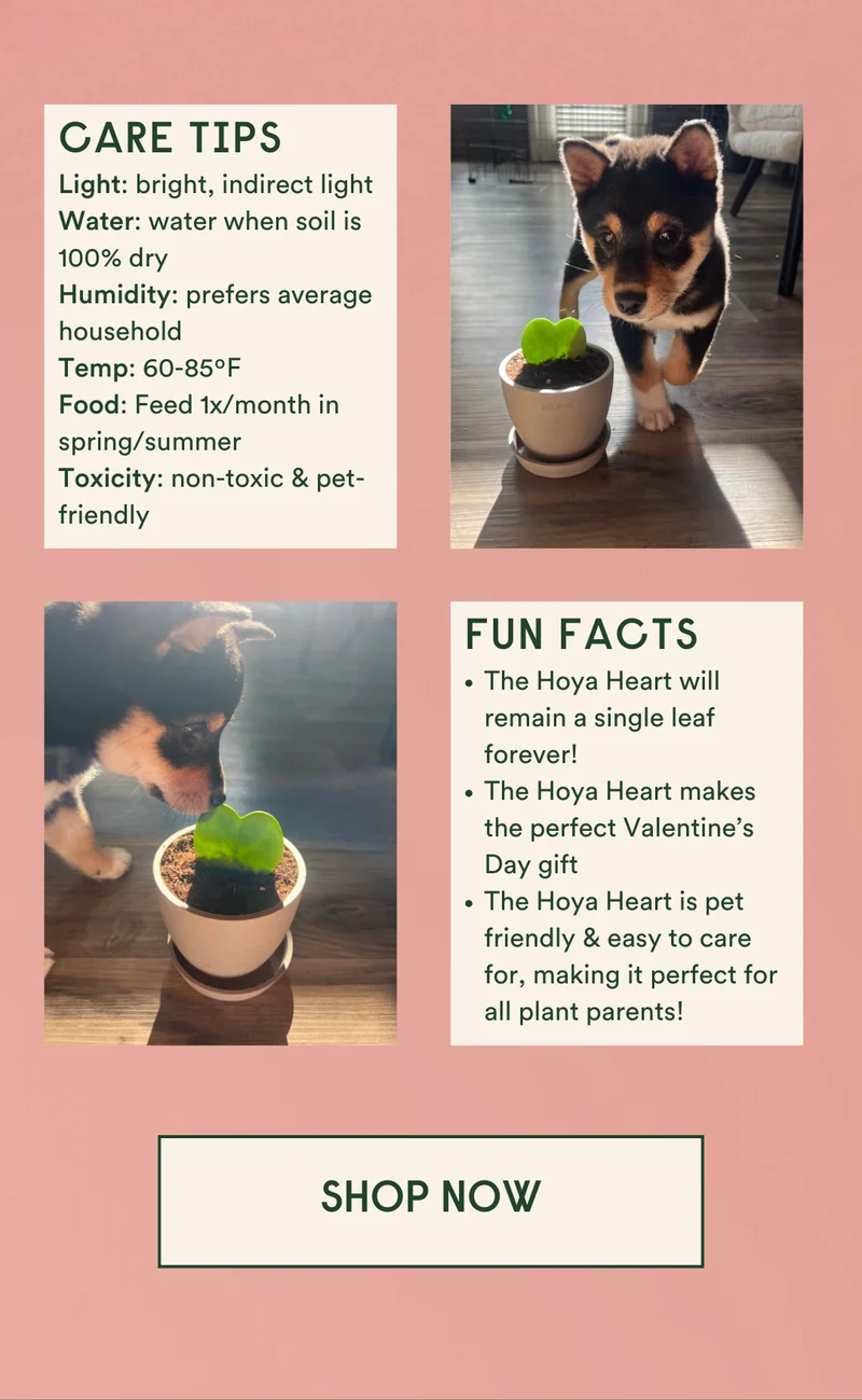 SHOP THE HOYA HEART