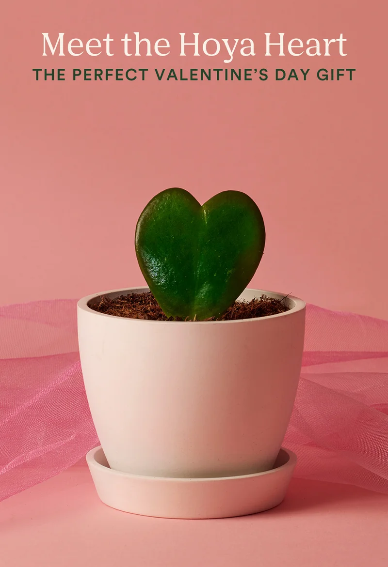 The hoya heart is the perfect valentine's day gift