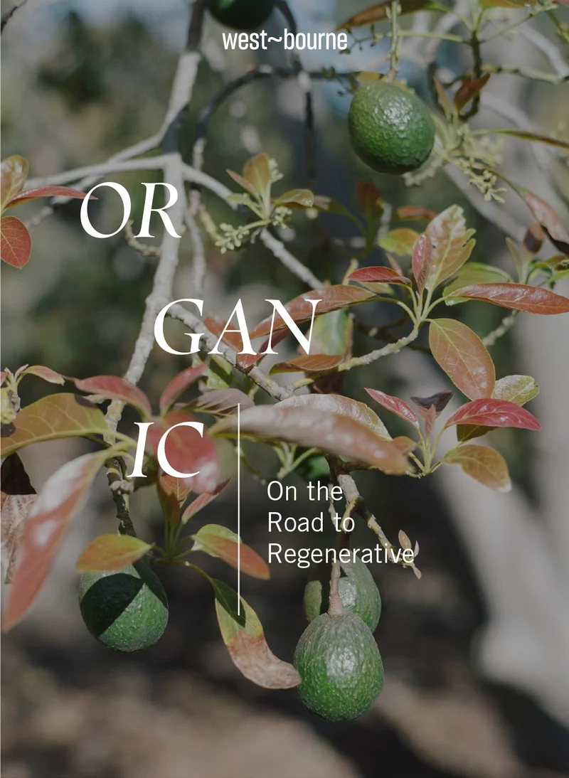 Organic vs Regenerative