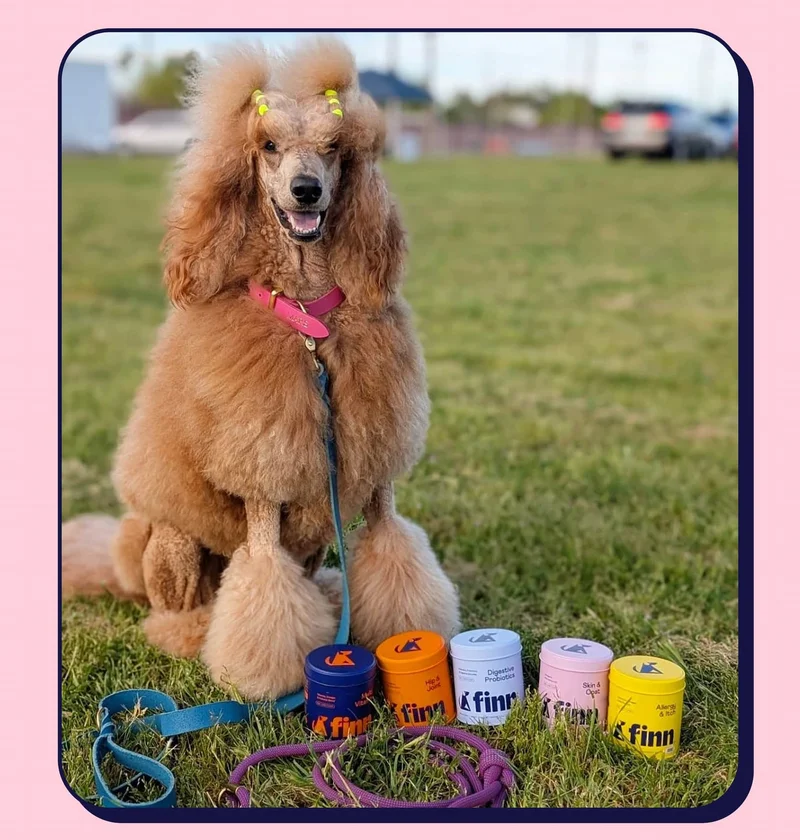 Photo of poodle sitting in grass next to Finn tins: Multivitamin, Hip & Joint, Digestive Probiotics, Skin & Coat, Allergy & Itch