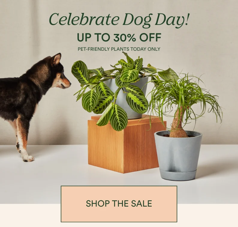 save on pet friendly plants