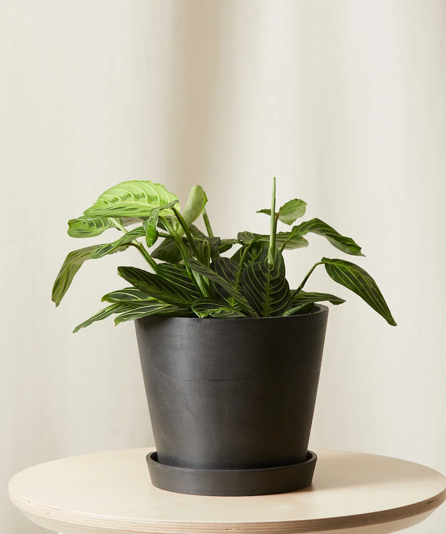 Image of Neon Prayer Plant