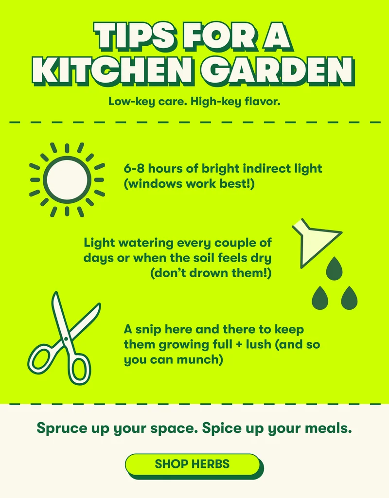TIPS FOR A KITCHEN GARDEN Low-key care. High-key flavor.  Keep your herbs thriving with:  6-8 hours of bright indirect light (windows work best!) Light watering every couple of days or when the soil feels dry (don’t drown them!) A snip here and there to keep them growing full + lush (and so you can munch)  Spruce up your space. Spice up your meals. [SHOP HERBS]