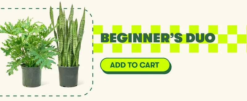 BEGINNER'S DUO [ADD TO CART]